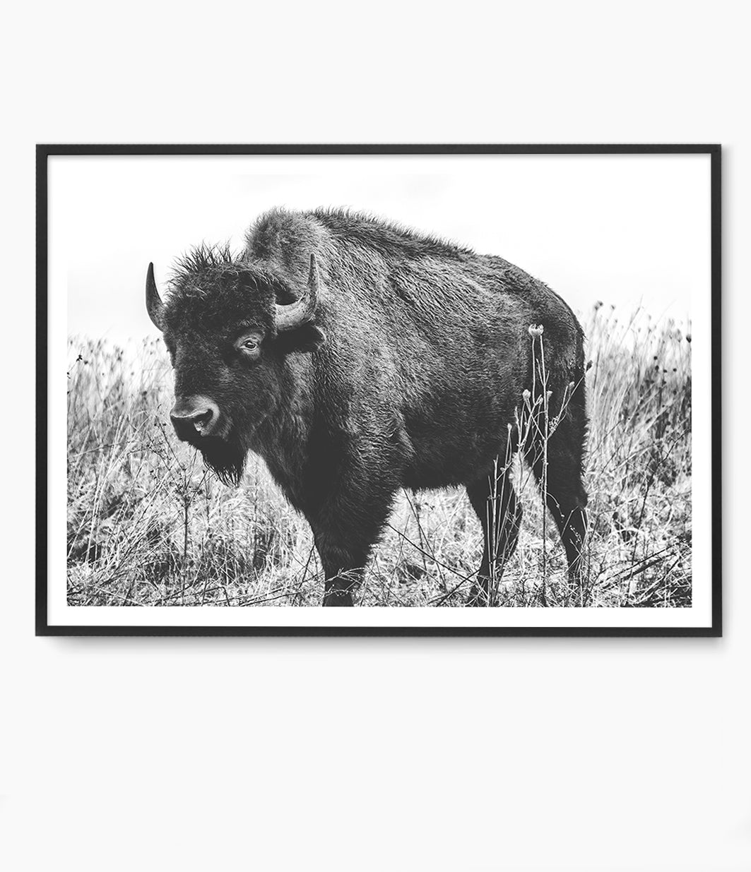 Bison Print