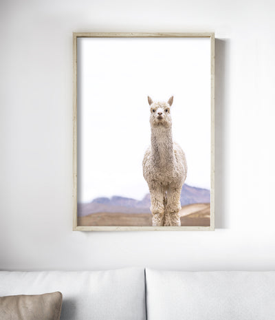 Llama Print