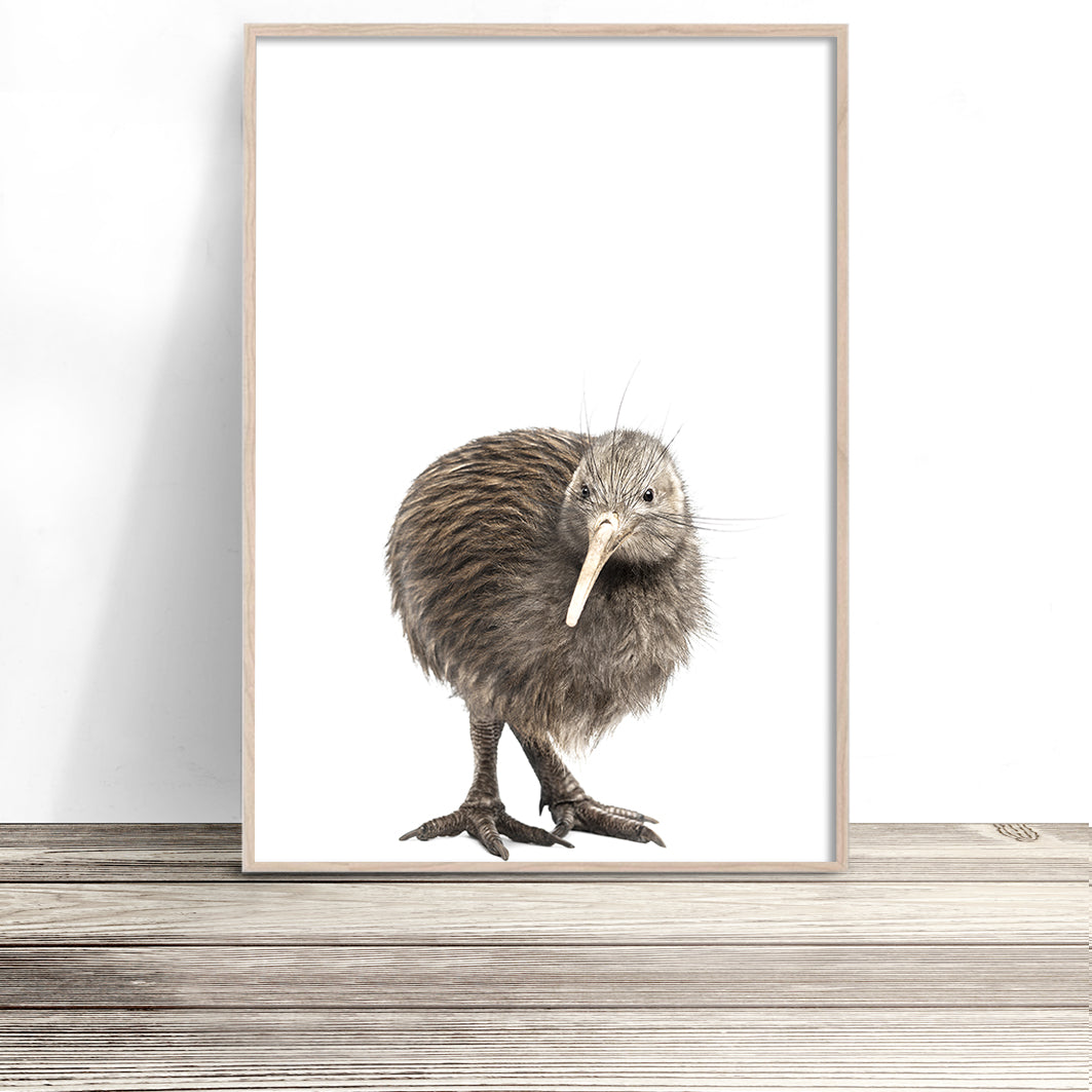 new zealand kiwi bird wall art print nz native bird art