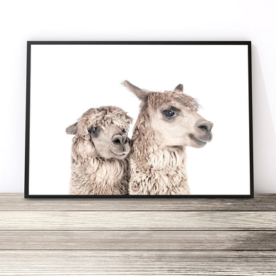 Pair of Llamas Print (Colour)