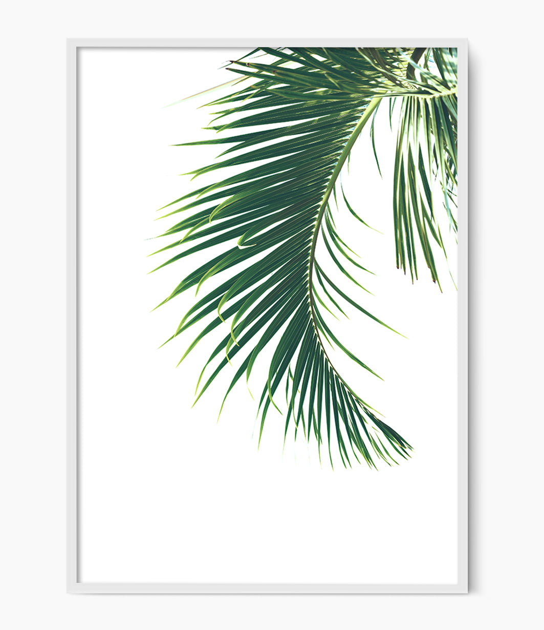 Palm Leaf Print