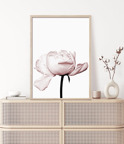 peony flower print floral art australia