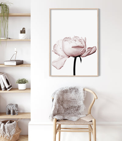 peony print flower wall art photography australia