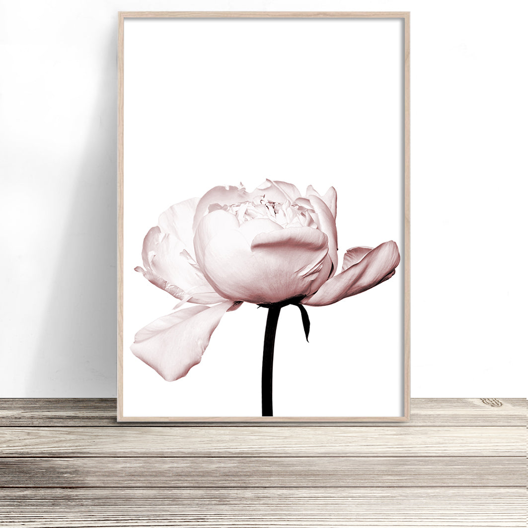 peony wall art flower print australia