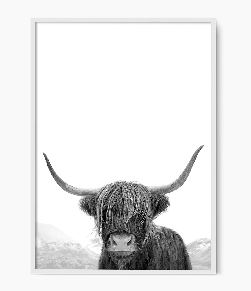 Highland Cow Photography (Black and White Portrait)