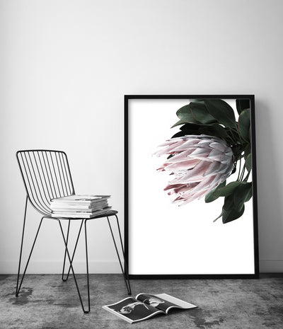 Protea Wall Art Print