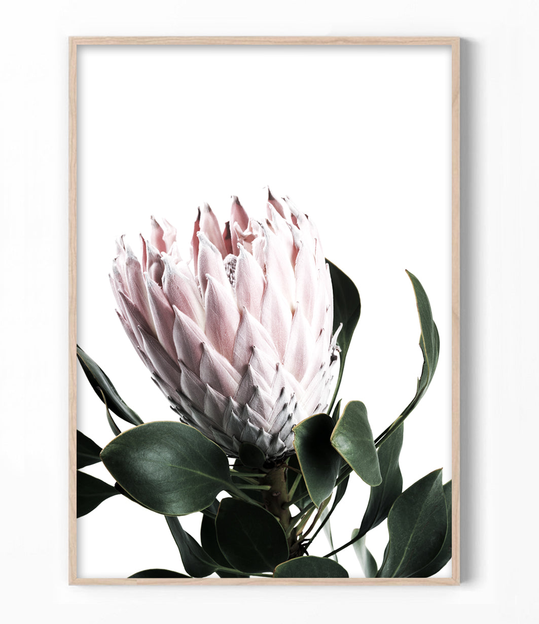 Protea Art Print