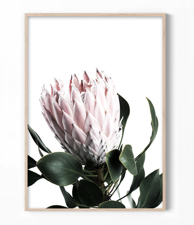 Protea Art Print