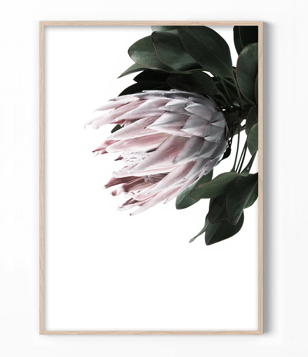 Protea Wall Art Print