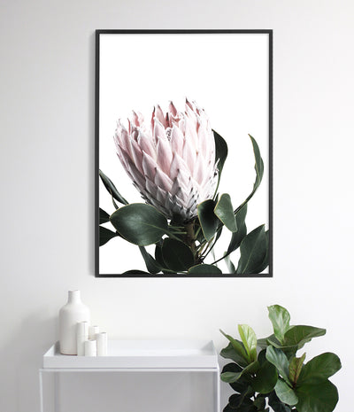 Protea Art Print