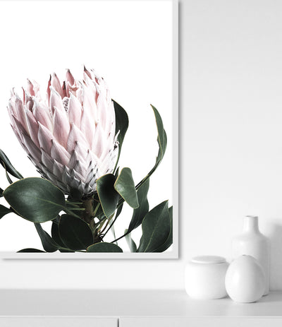 Protea Art Print