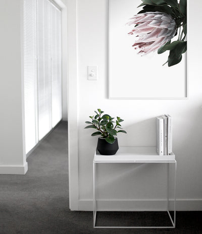 Protea Wall Art Print