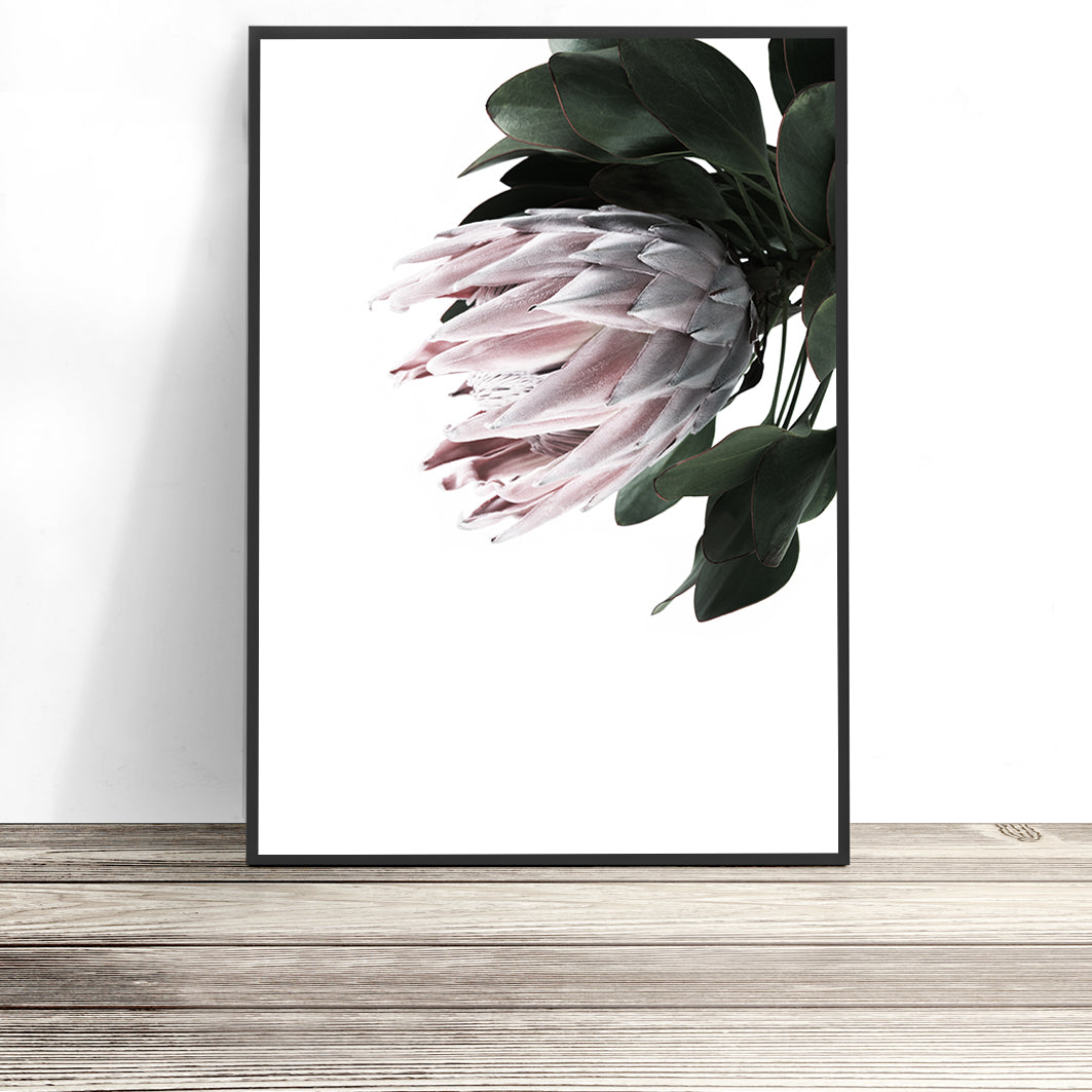Protea Wall Art Print