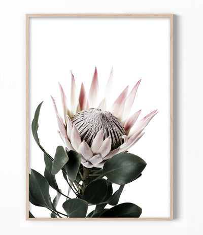 King Protea Print Full Bloom