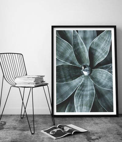 agave succulent print australia botanical poster