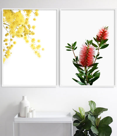 Golden Wattle Print