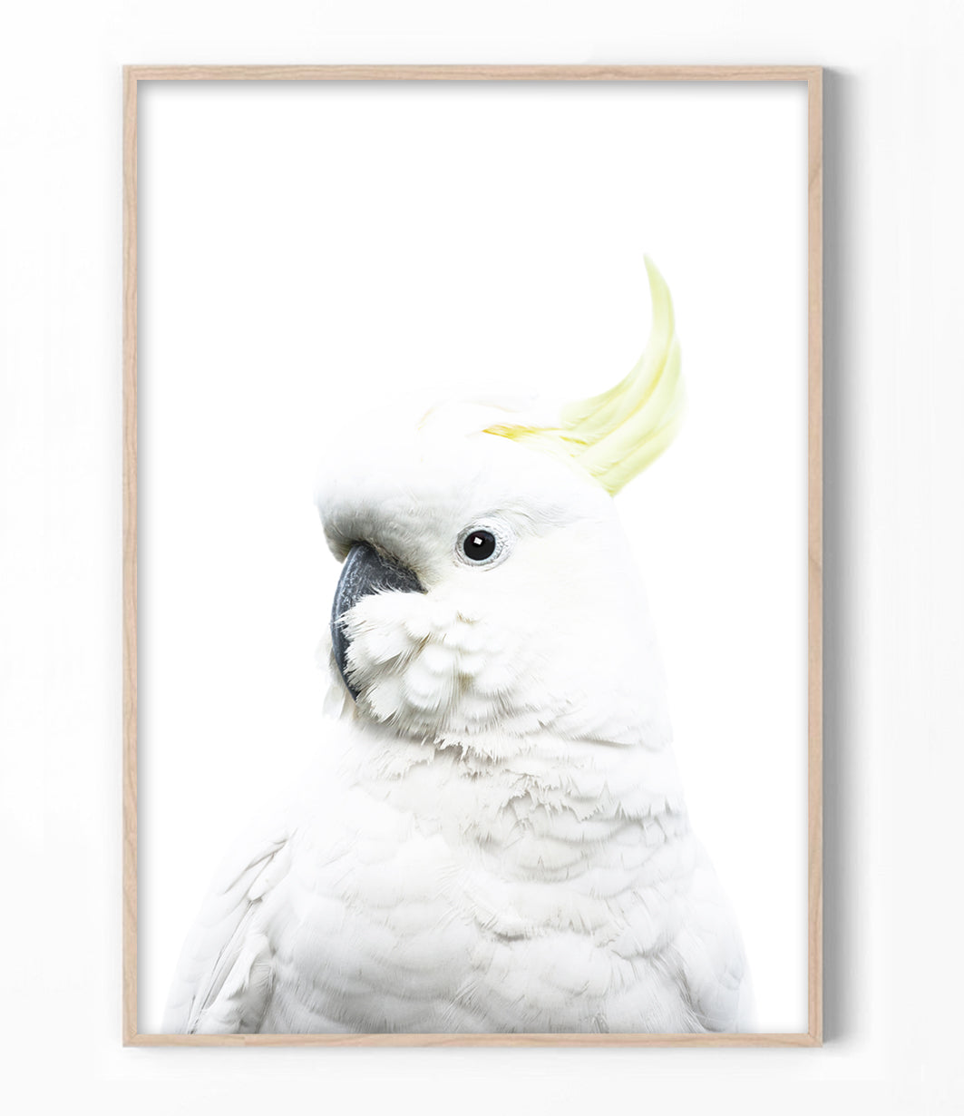 White Cockatoo Print