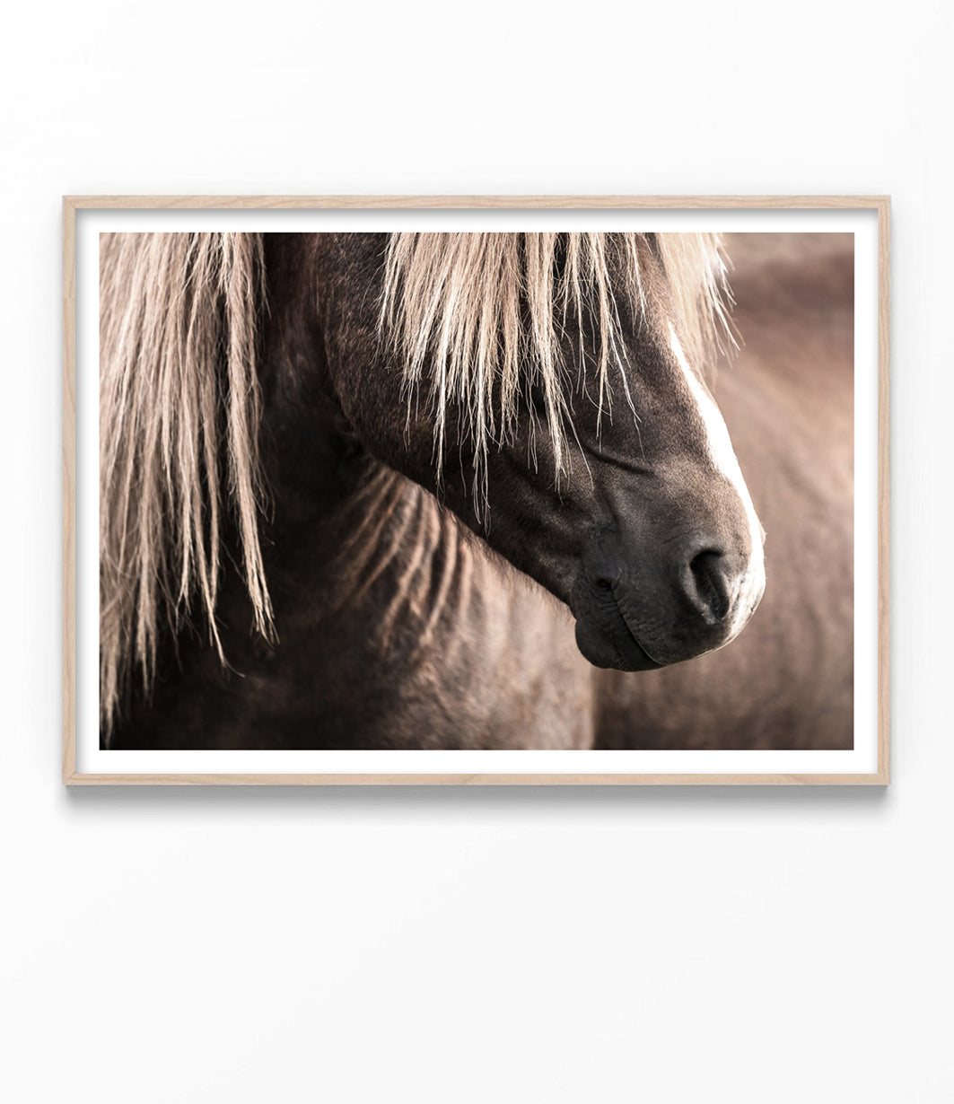 Icelandic Horse Print (Colour)