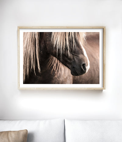 Icelandic Horse Print (Colour)